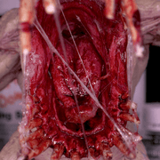 Dirty Down Dirty Down Gore Effect 15ml available at Northumbrian Tin Soldier