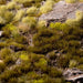 Gamers Grass Gamers Grass: 4mm Small Tufts - Swamp Basing Materials available at Northumbrian Tin Soldier