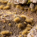 Gamers Grass Gamers Grass: 6mm Wild Tufts - Beige Basing Materials available at Northumbrian Tin Soldier