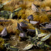 Gamers Grass Gamers Grass: Laser Plants - Black Magic Taro Basing Materials available at Northumbrian Tin Soldier
