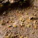Gamers Grass Gamers Grass: Tiny Tufts Beige Basing Materials available at Northumbrian Tin Soldier